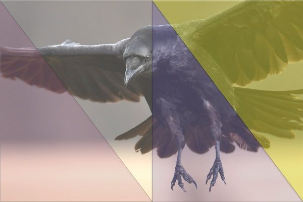 Vögel sehen Farben anders!
