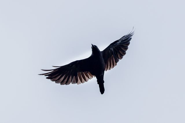 dohlen-bei-der-krähenjagd-anflug-und-verhalten