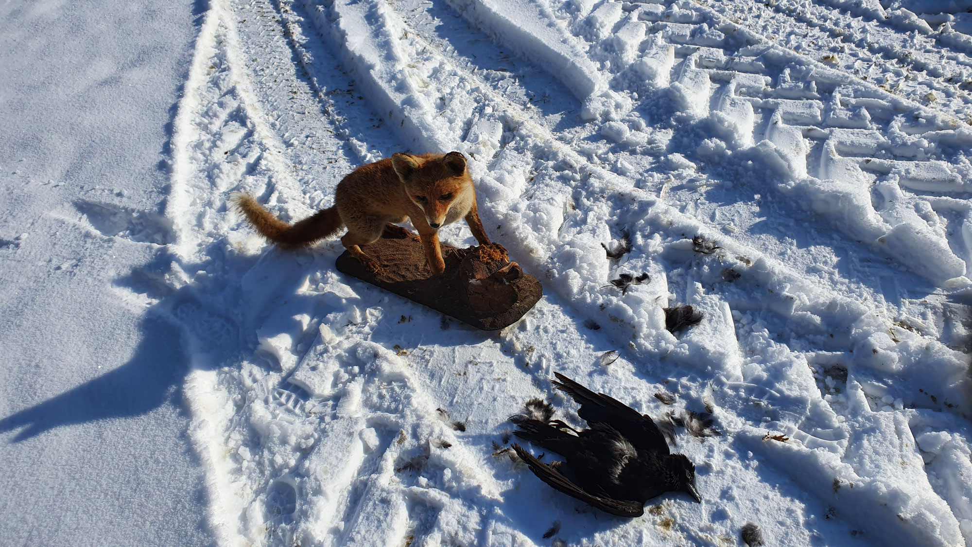 Jagd mit dem feindlichen Lockbild