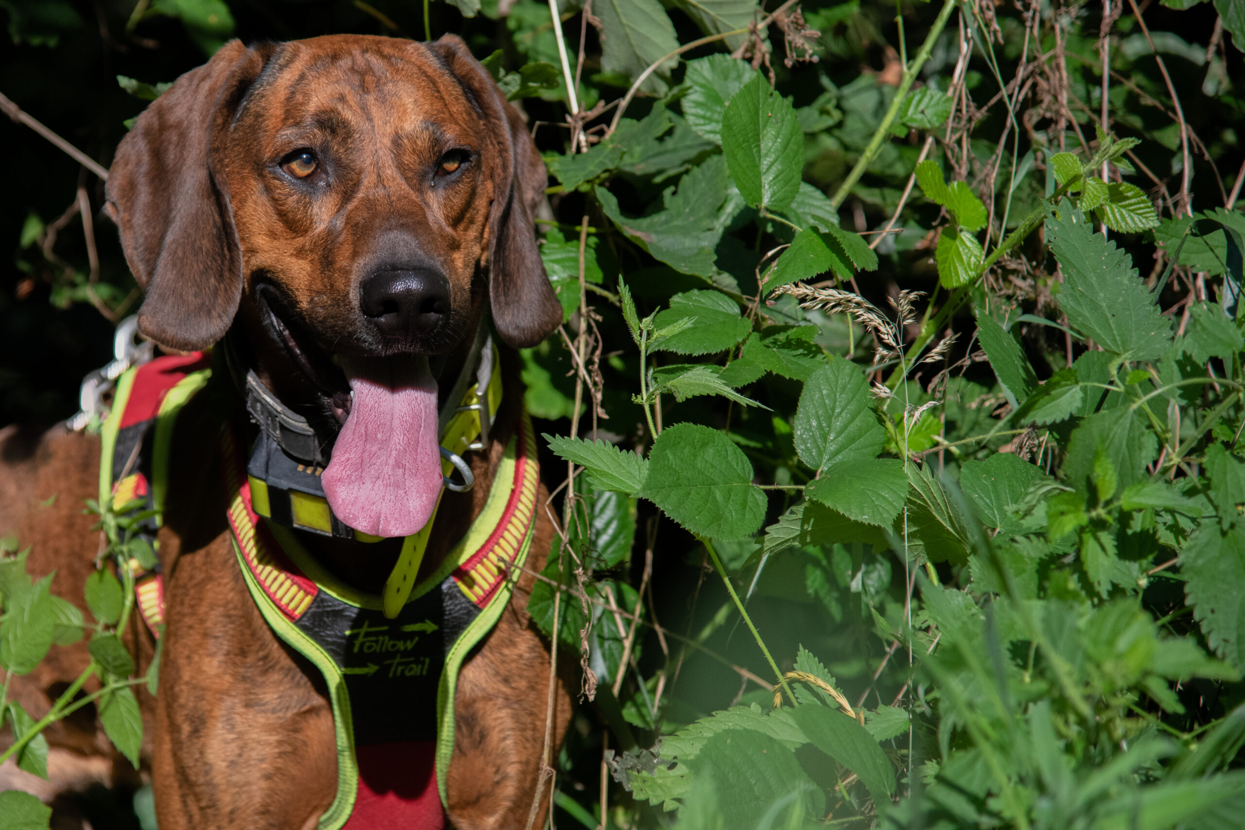 Jagdfotografie - Fotografie der Jagd mit Hund und Waffe - Nachsuche