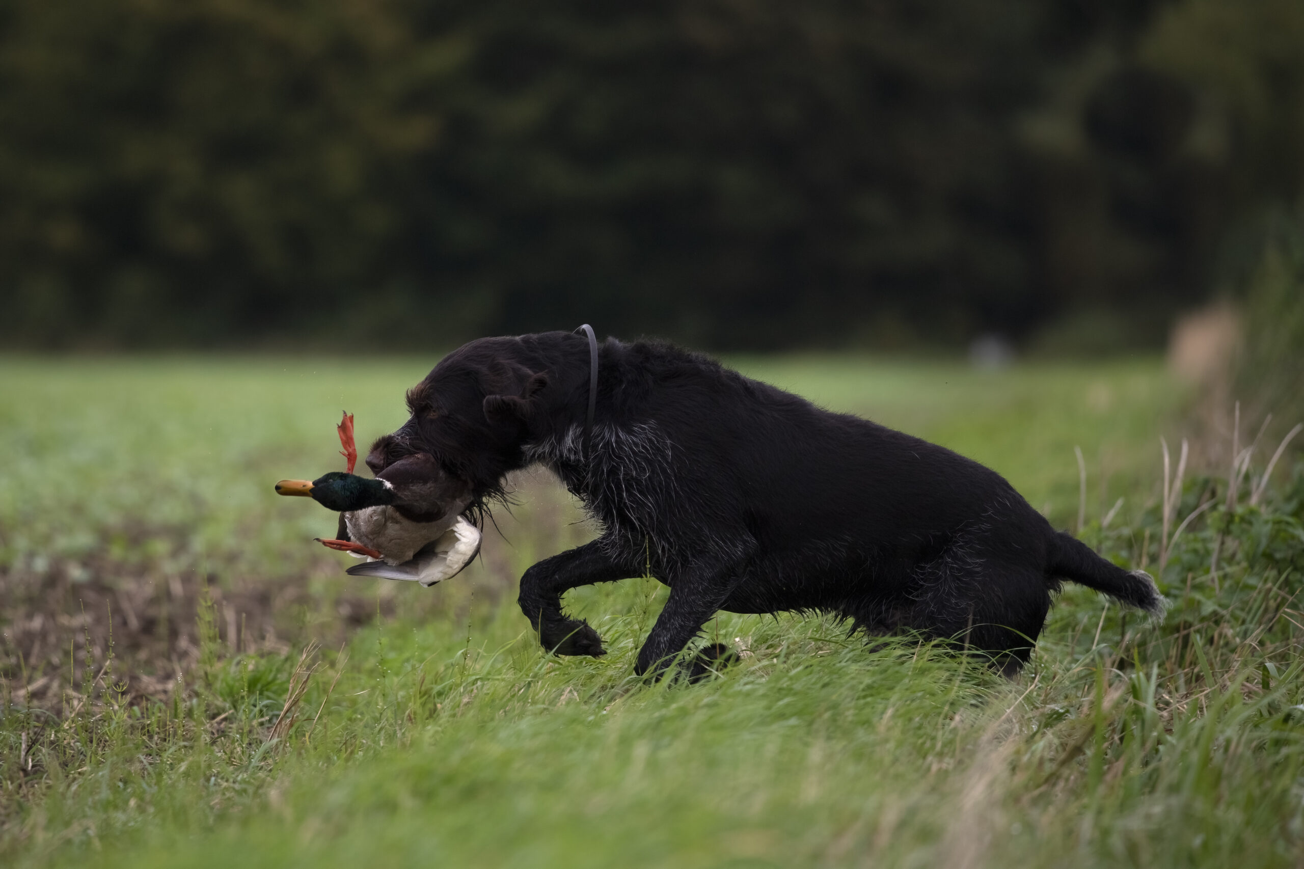 Entenjagd Bilder Jagdfoto