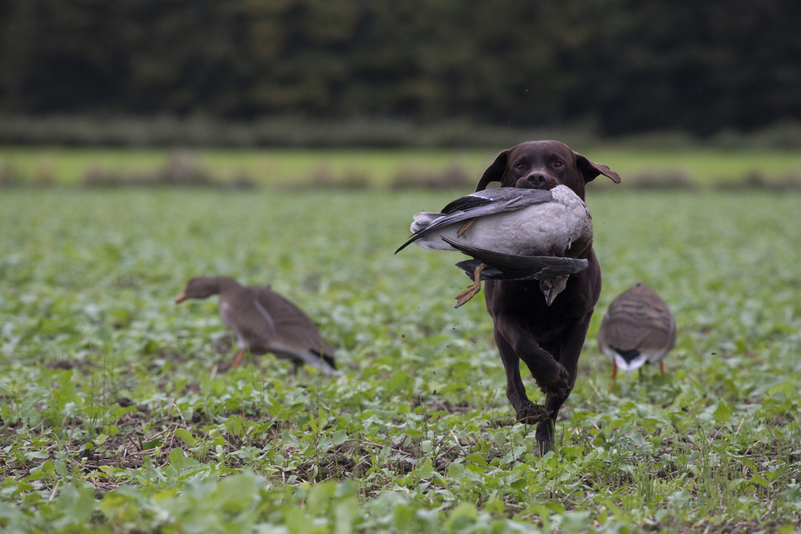 Gänsejagd November