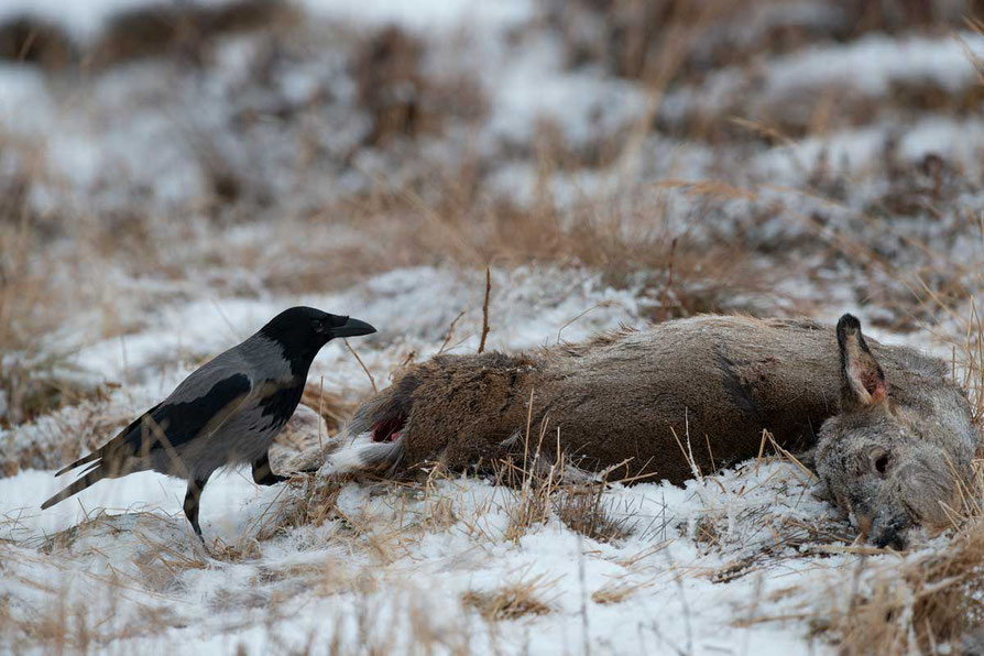 Luderplatz Krähenjagd Luder Aufbruch