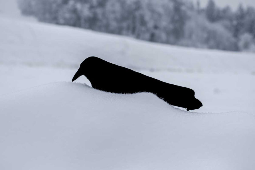 vorteile-beim-kirren-und-anludern