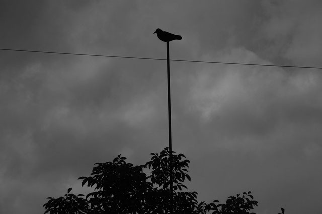 wächterkrähen-für-das-lockbild-bei-der-krähenjagd