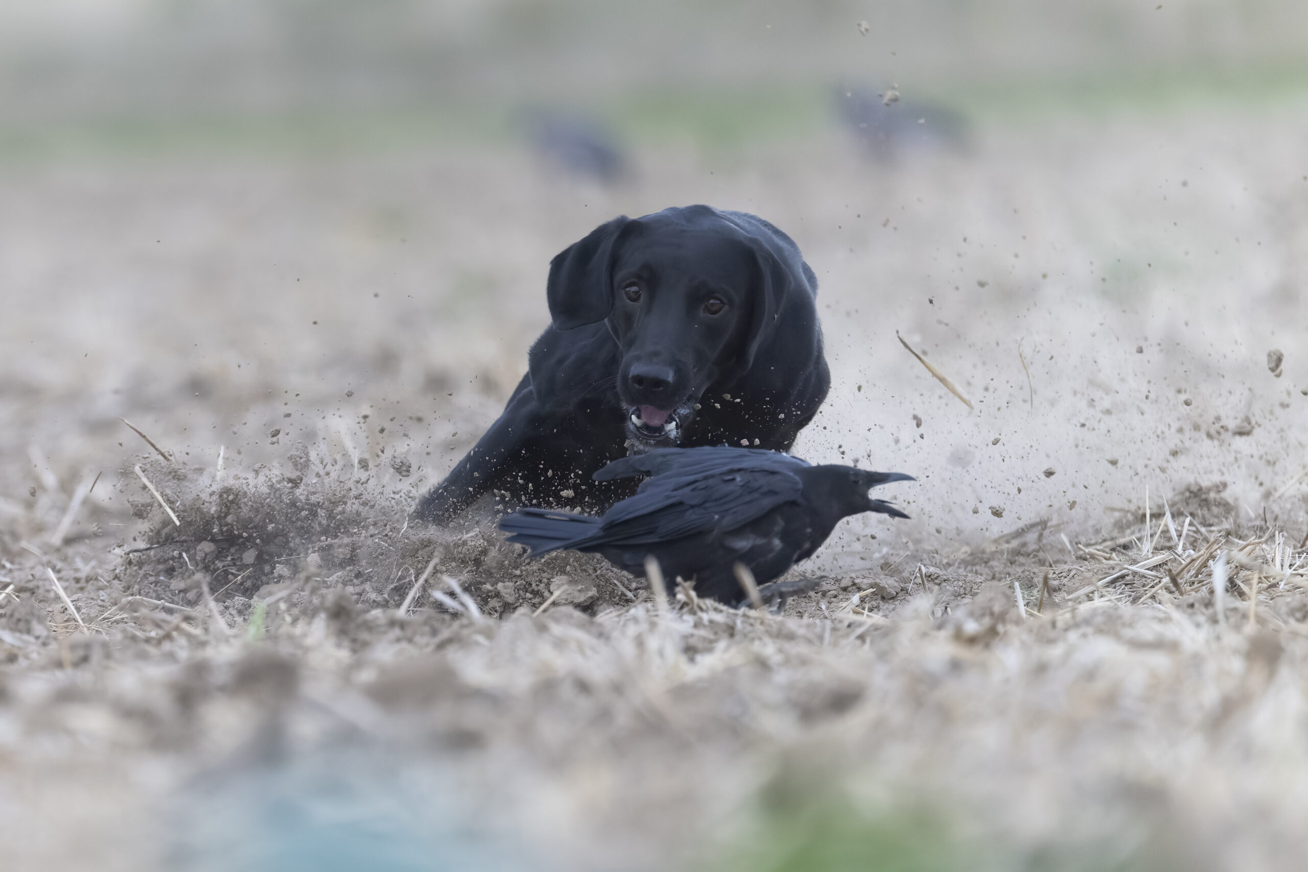 Jagdhund bei der Krähenjagd